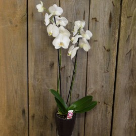 Orchidėja Phaleonopsis šviesi