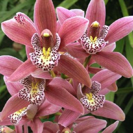 skintos orchidejos