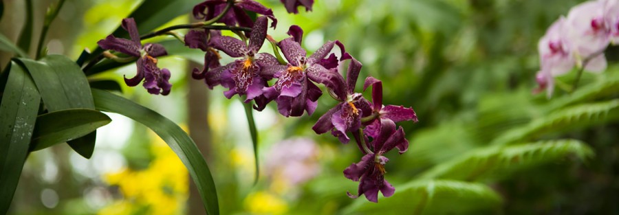 orchidejos internetu